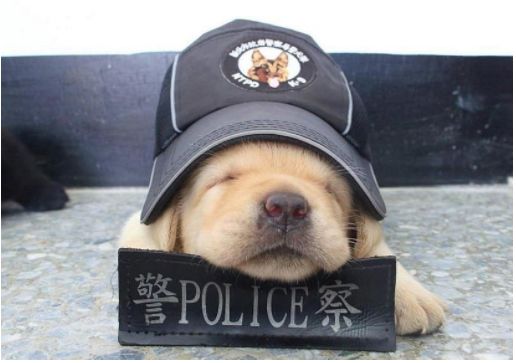 警犬安然，守护安全与和平的忠诚卫士