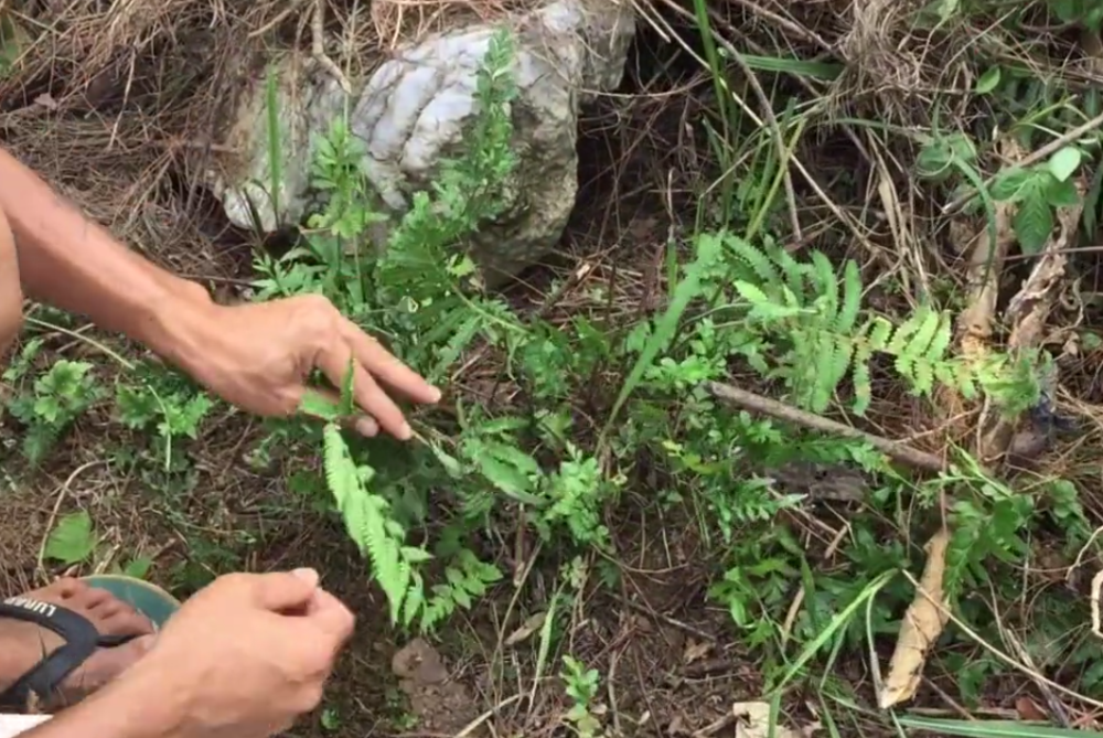 最新草药采摘方法与技巧探索