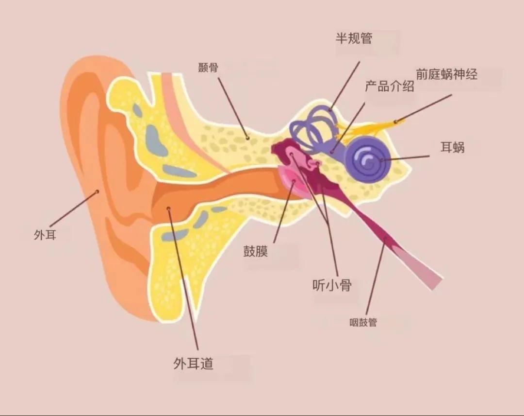 听力再生技术最新进展，重塑听觉世界的希望之星